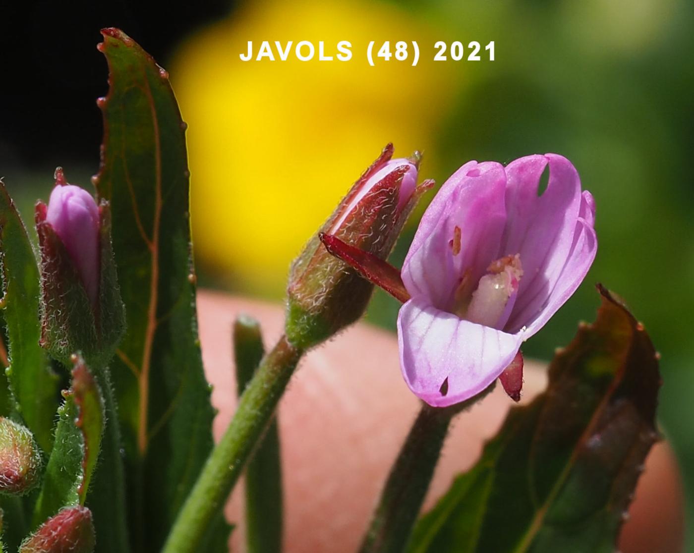 Willow-herb, (of Lamy) flower